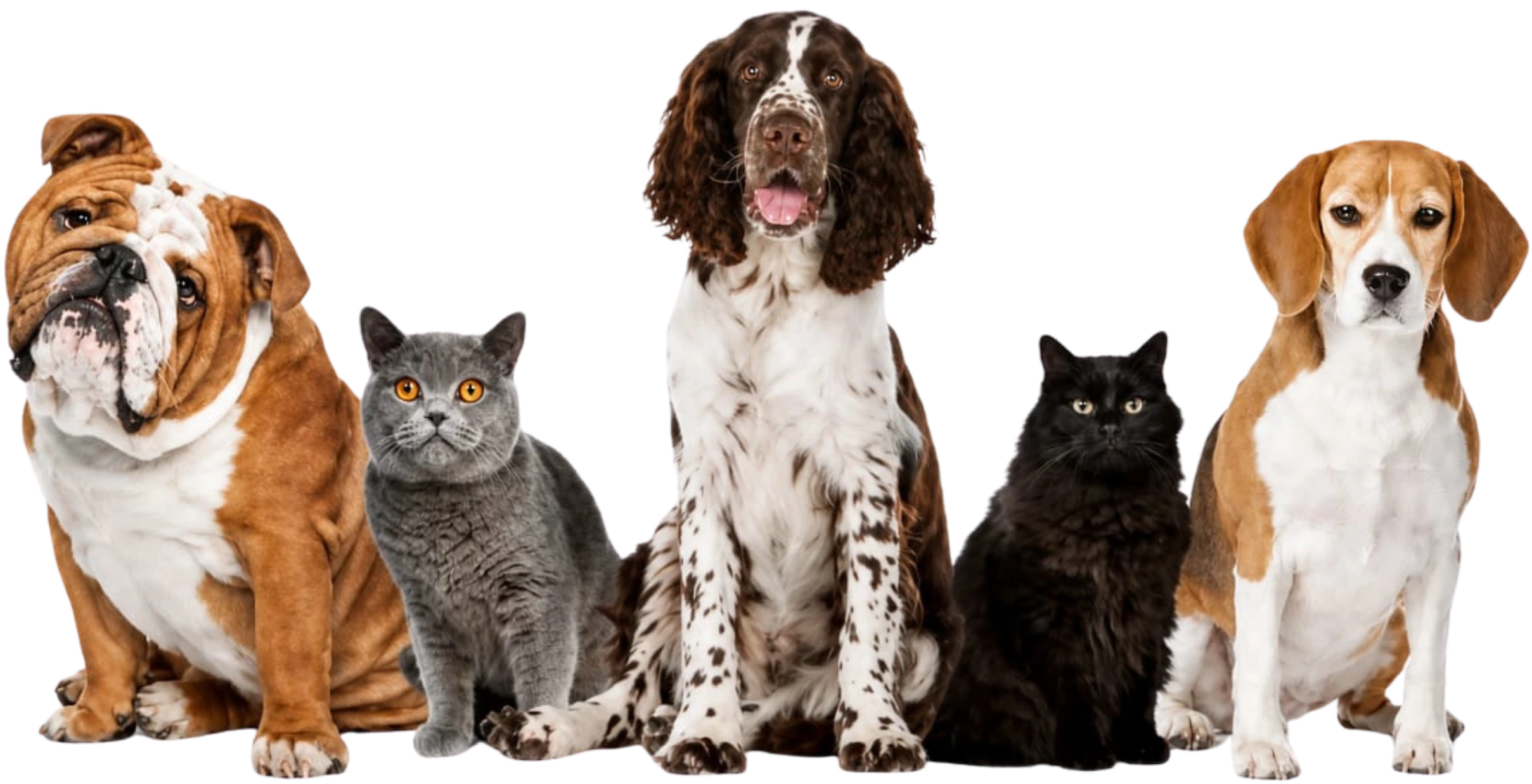 Pet Group